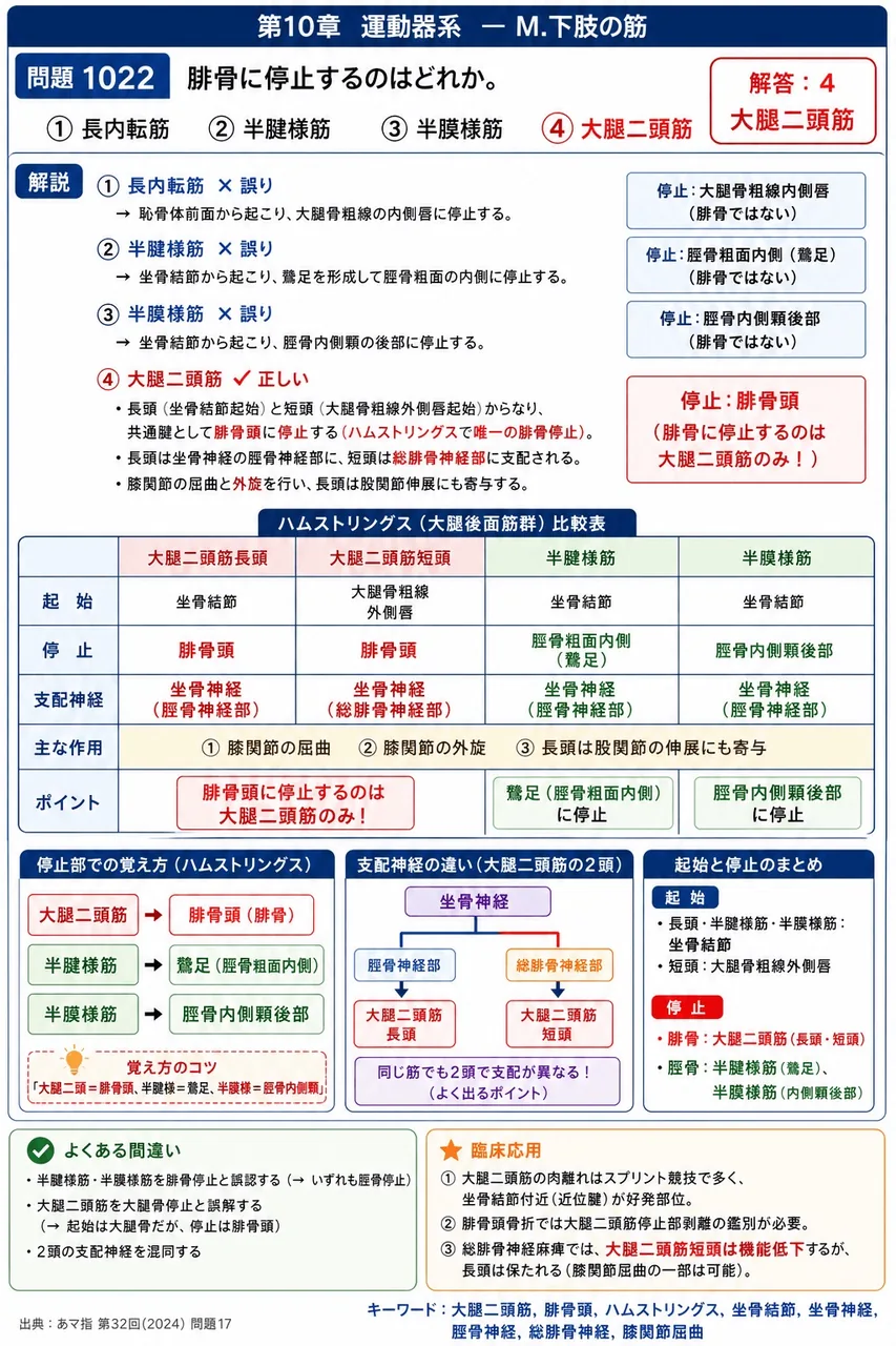 あマ指 第32回(2024) 問題17|腓骨に停止するのはどれか。 解説図
