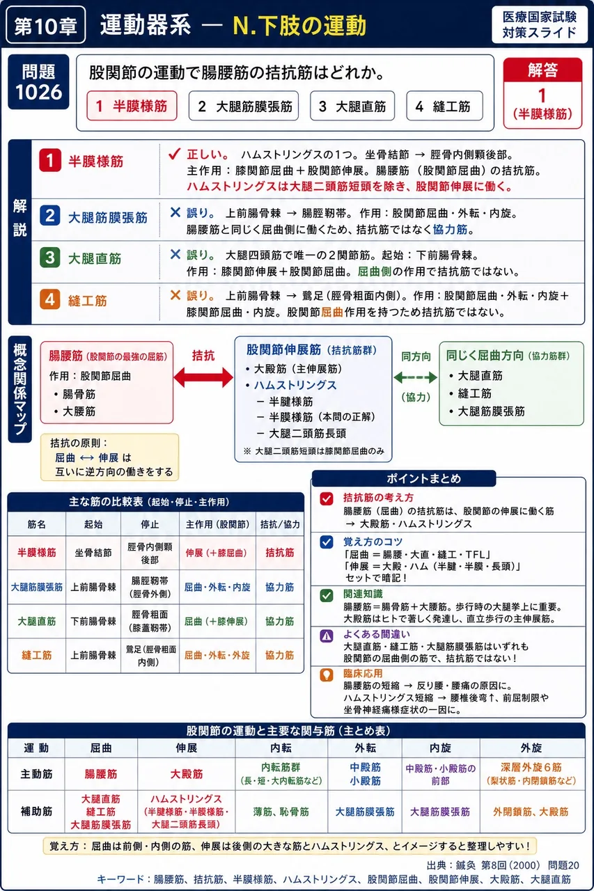 鍼灸 第8回(2000) 問題20|股関節の運動で腸腰筋の拮抗筋はどれか。 解説図