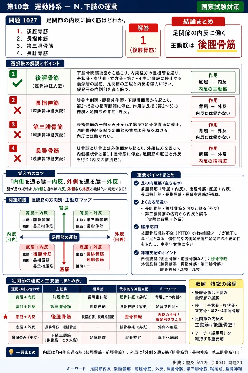 鍼灸 第12回(2004) 問題20｜足関節の内反に働く筋はどれか。 解説図
