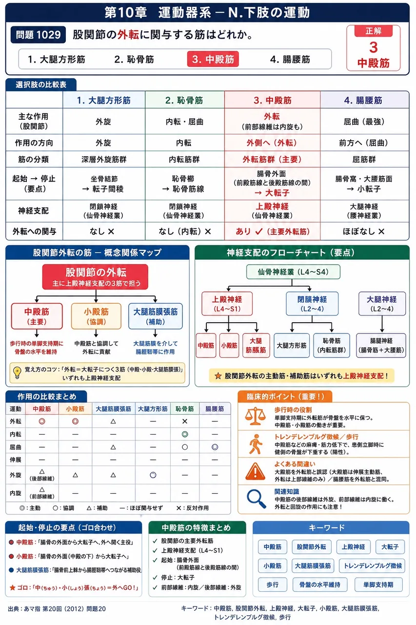 あマ指 第20回(2012) 問題20｜股関節の外転に関与する筋はどれか。 解説図