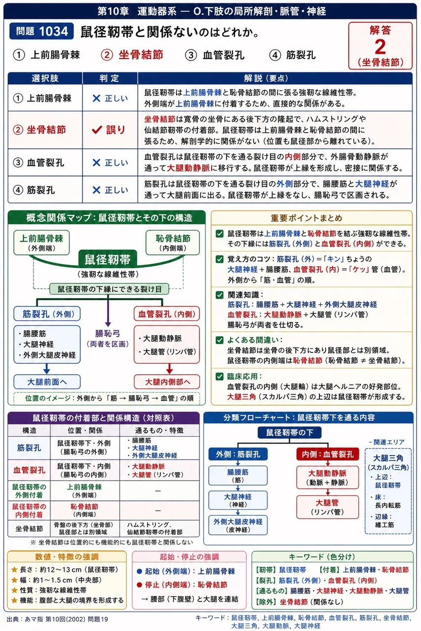 あマ指 第10回(2002) 問題19|鼠径靭帯と関係ないのはどれか。 解説図