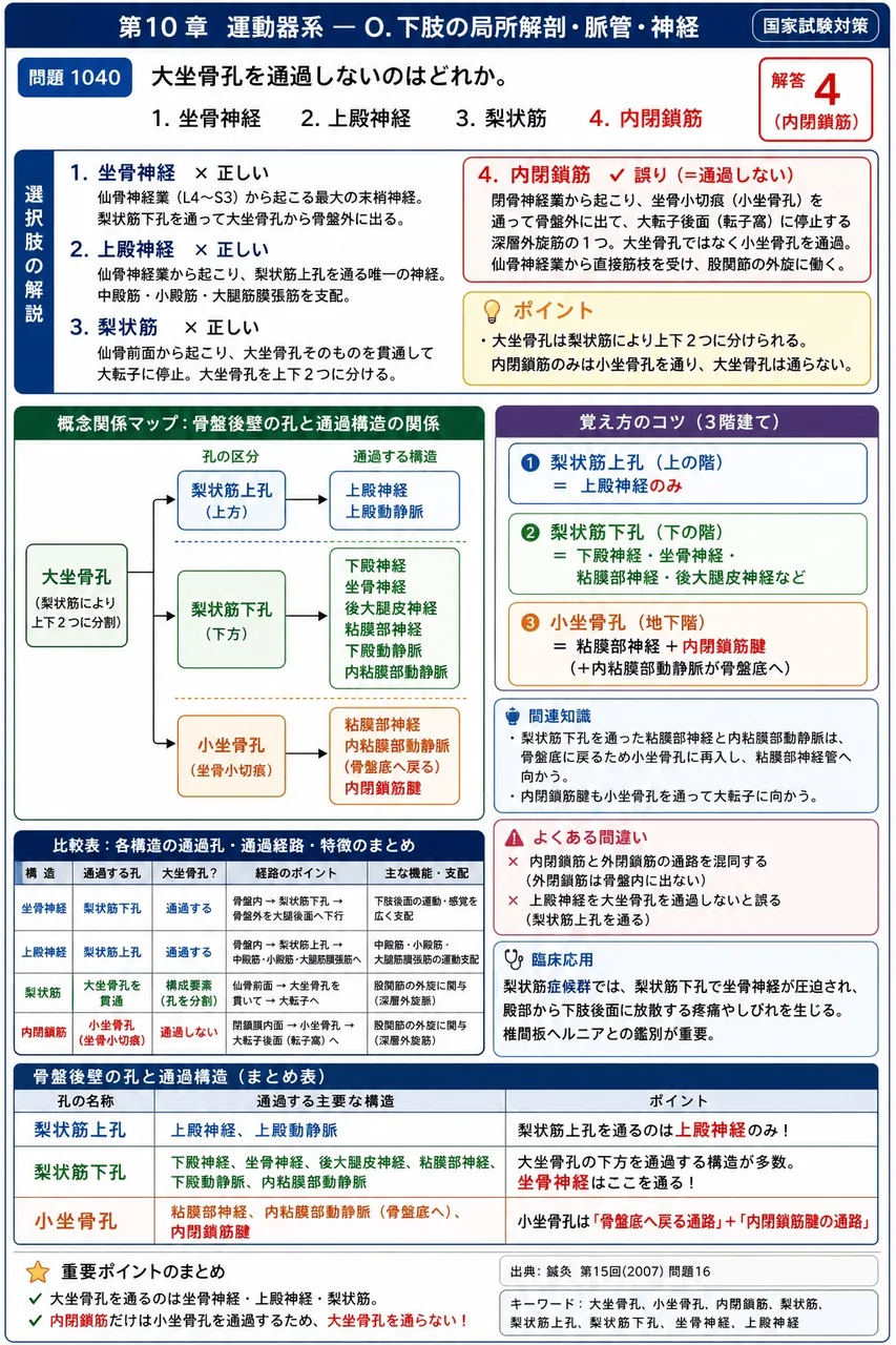 鍼灸 第15回(2007) 問題16|大坐骨孔を通過しないのはどれか。 解説図