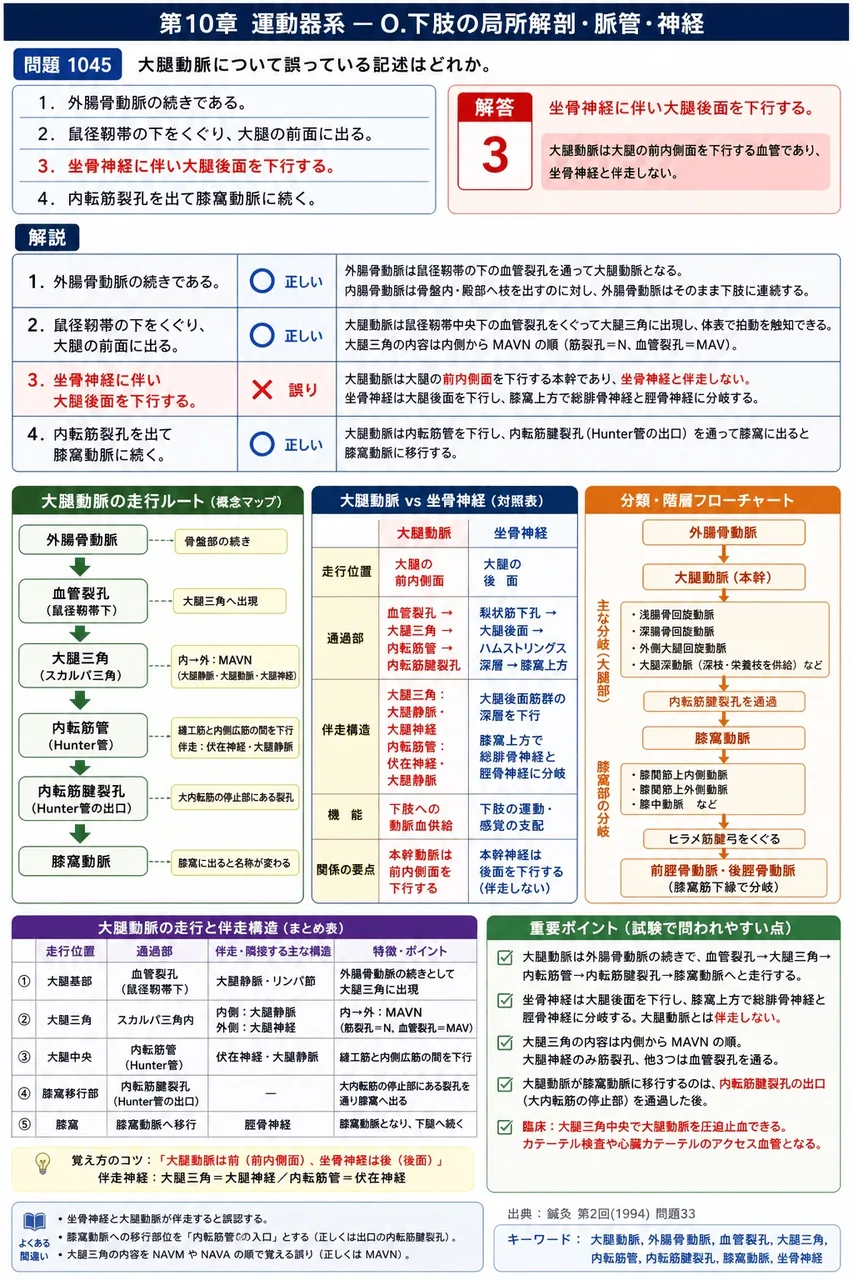 鍼灸 第2回(1994) 問題33|大腿動脈について誤っている記述はどれか。 解説図