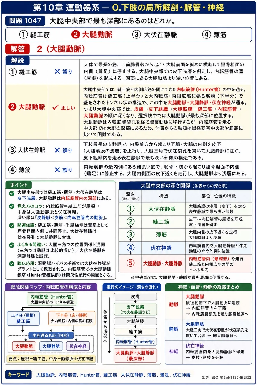 鍼灸 第3回(1995) 問題33｜大腿中央部で最も深部にあるのはどれか。 解説図