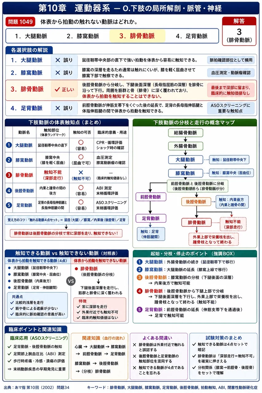 あマ指 第10回(2002) 問題34|体表から拍動の触れない動脈はどれか。 解説図
