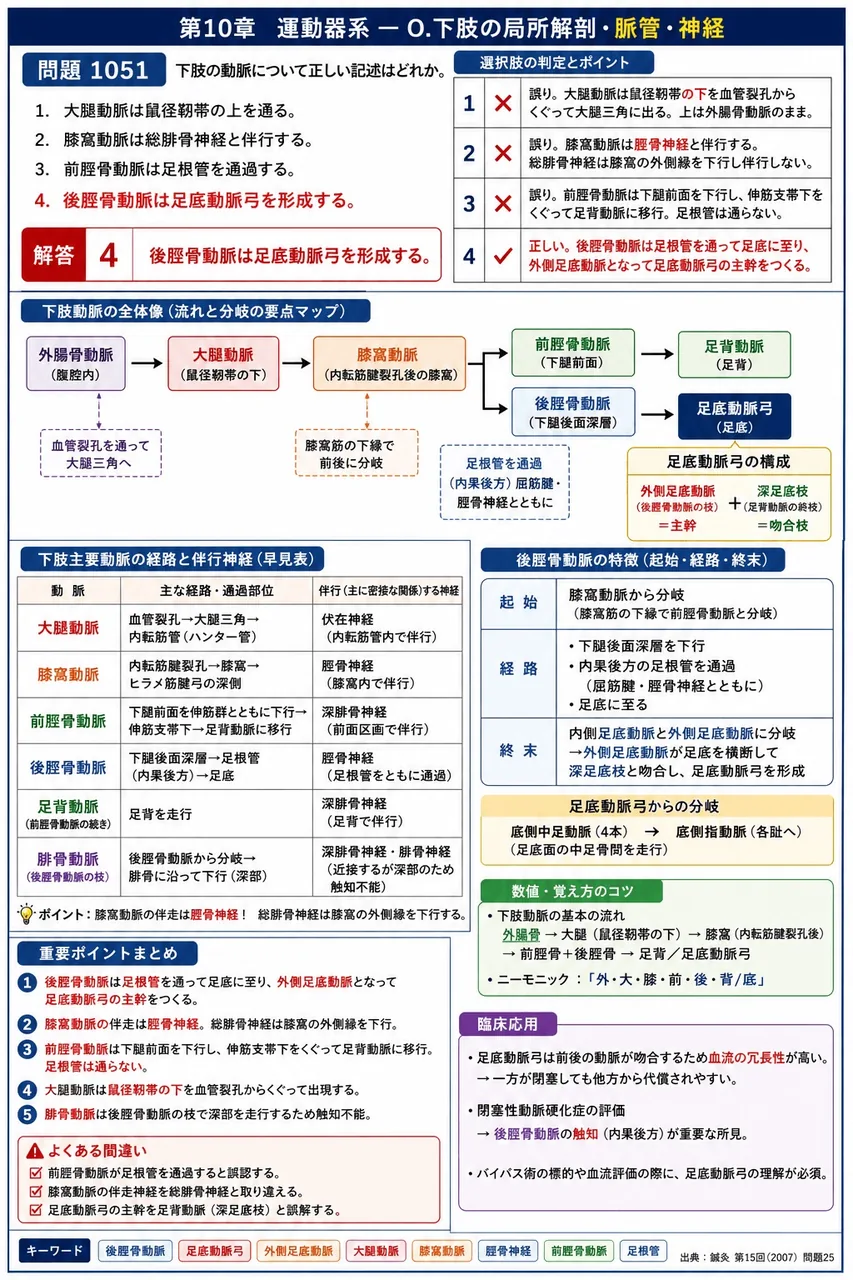 鍼灸 第15回(2007) 問題25|下肢の動脈について正しい記述はどれか。 解説図