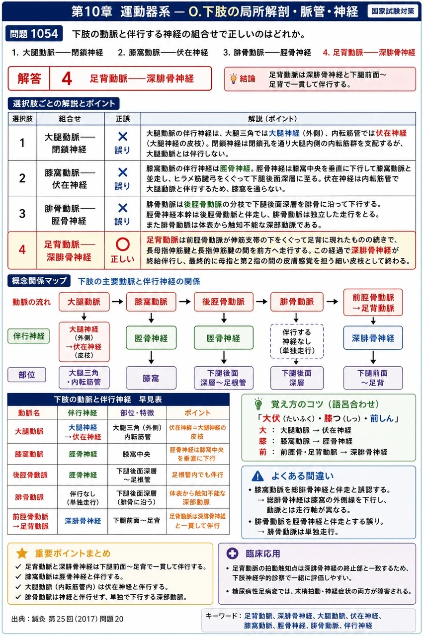 鍼灸 第25回(2017) 問題20|下肢の動脈と伴行する神経の組合せで正しいのはどれか。 解説図