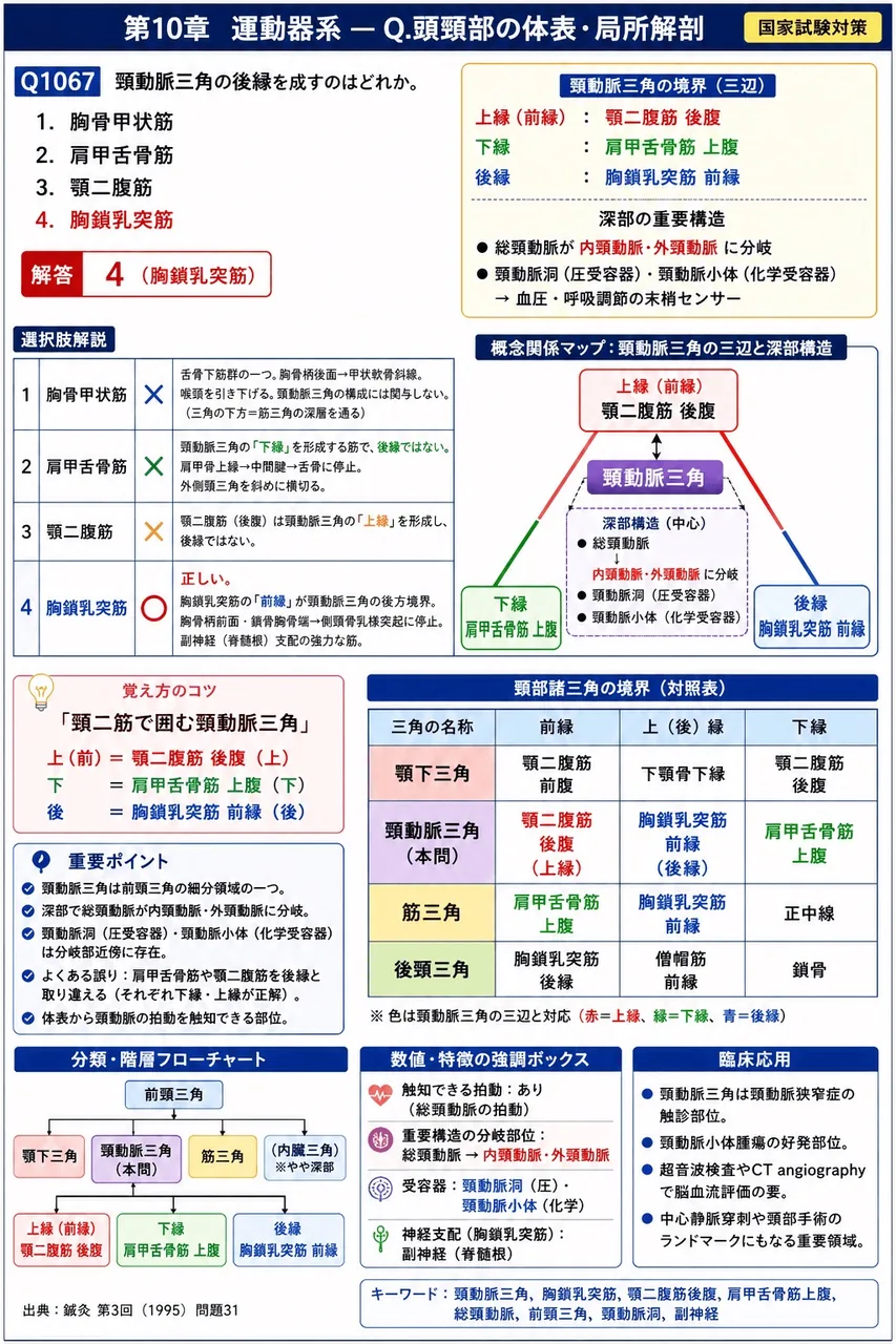 鍼灸 第3回(1995) 問題31|頸動脈三角の後縁を成すのはどれか。 解説図