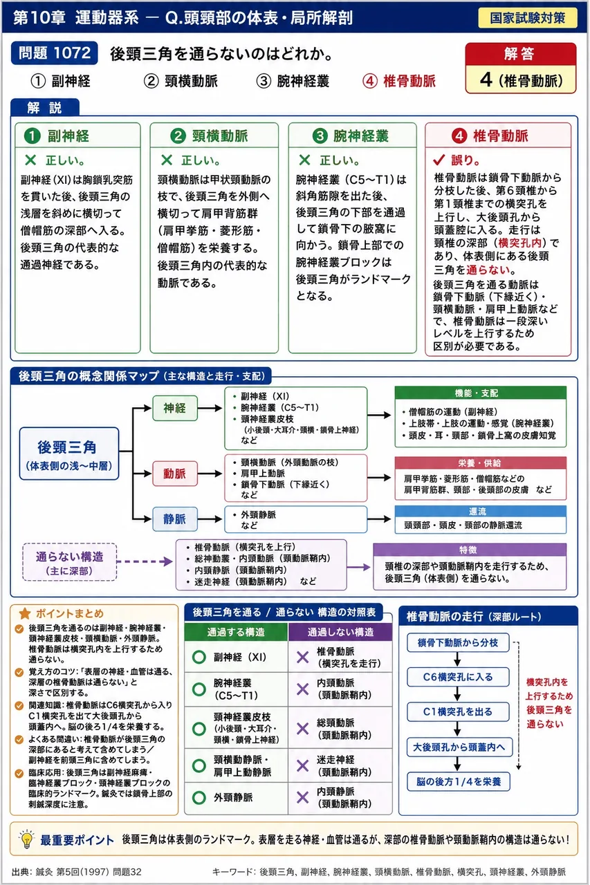 鍼灸 第5回(1997) 問題32|後頸三角を通らないのはどれか。 解説図