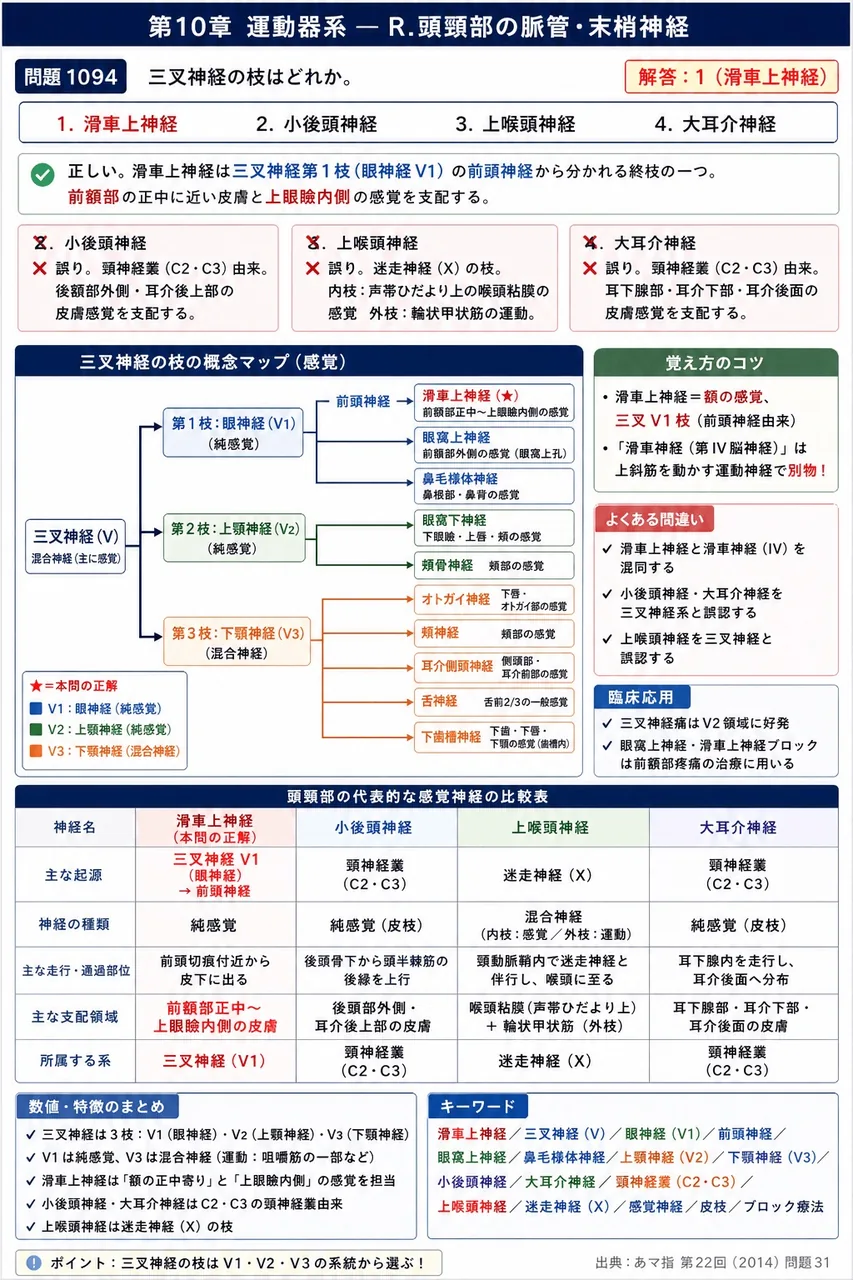 あマ指 第22回(2014) 問題31|三叉神経の枝はどれか。 解説図