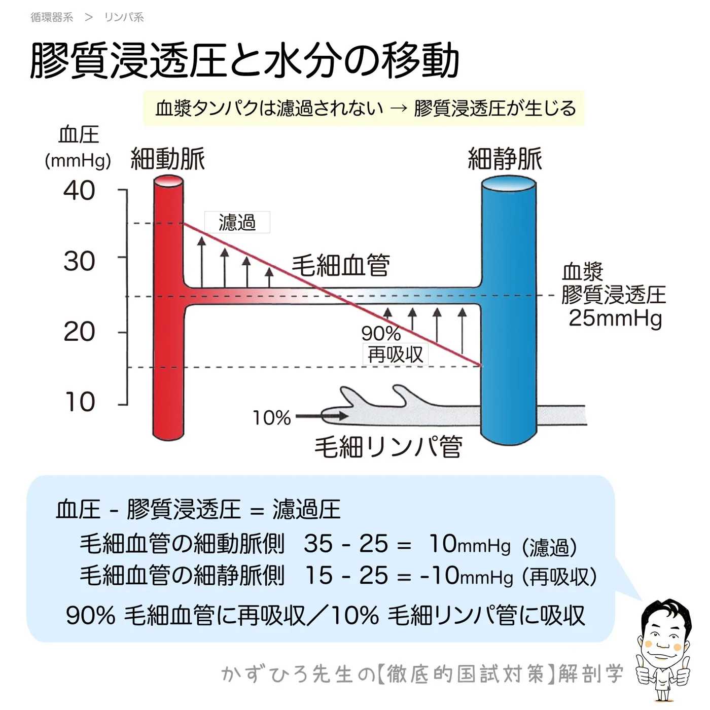 膠質浸透圧と水分の移動: