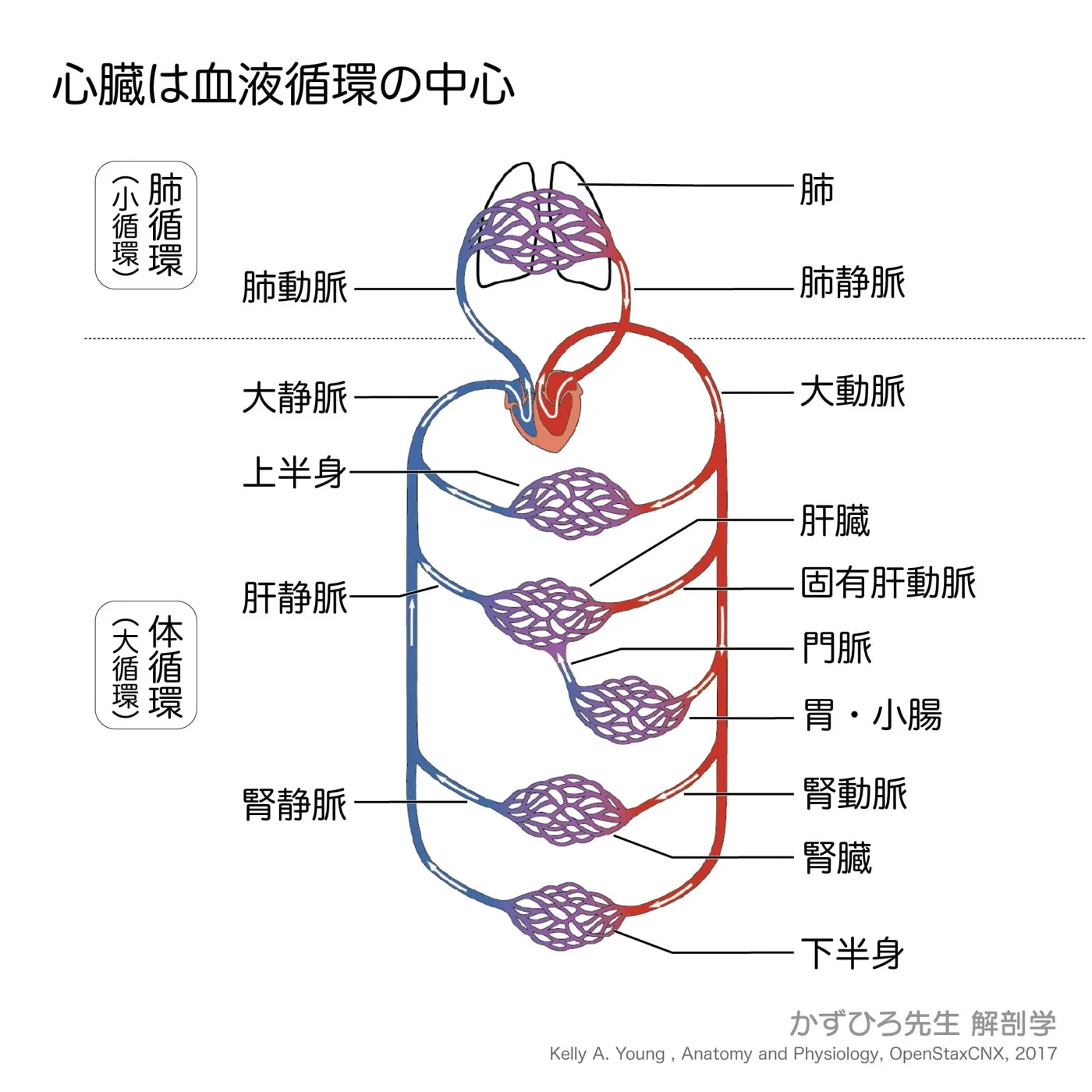 心臓は血液循環の中心(図2)