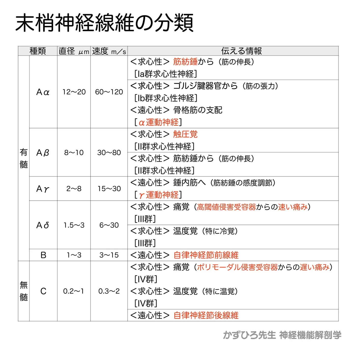 末梢神経線維の分類(図2)