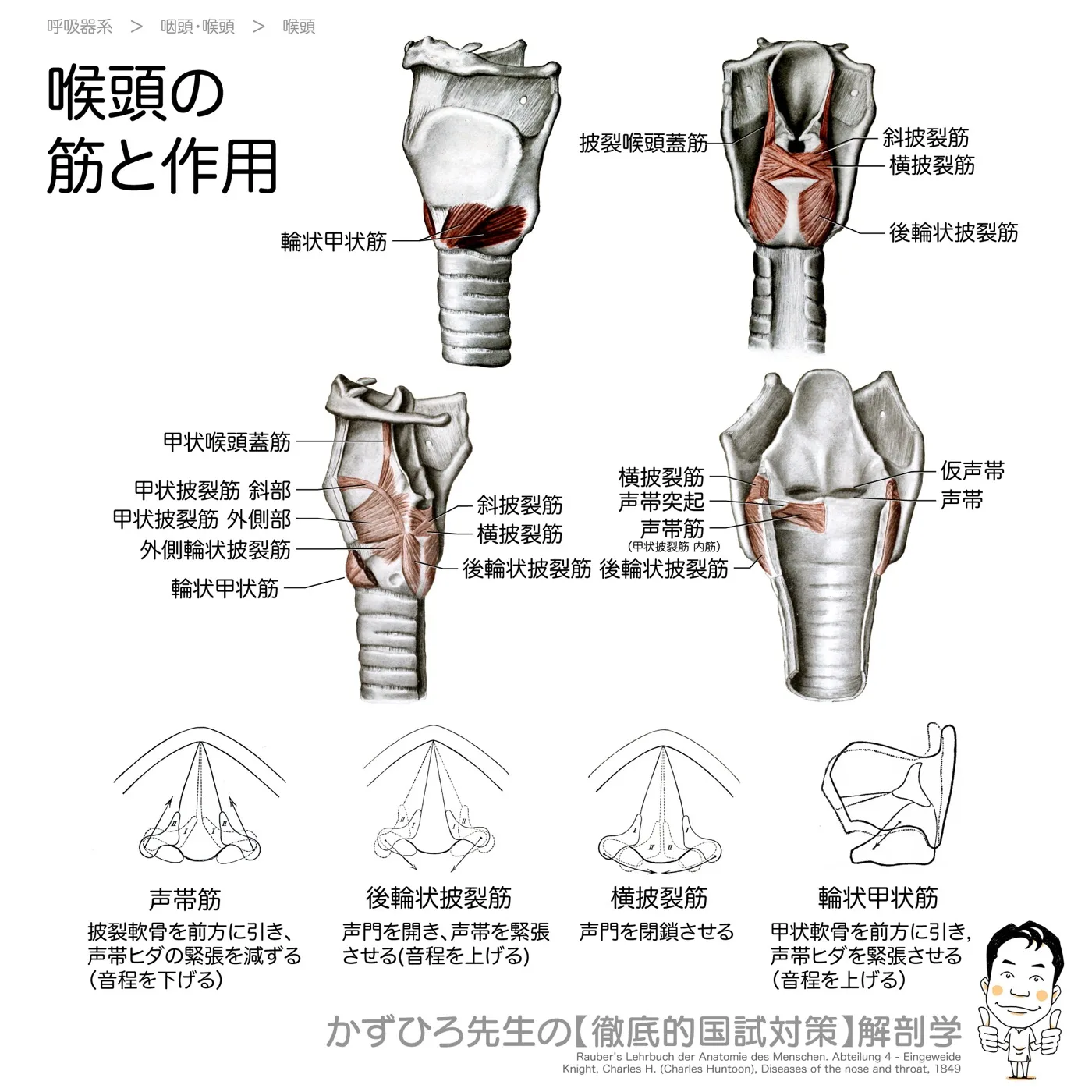喉頭の筋と作用