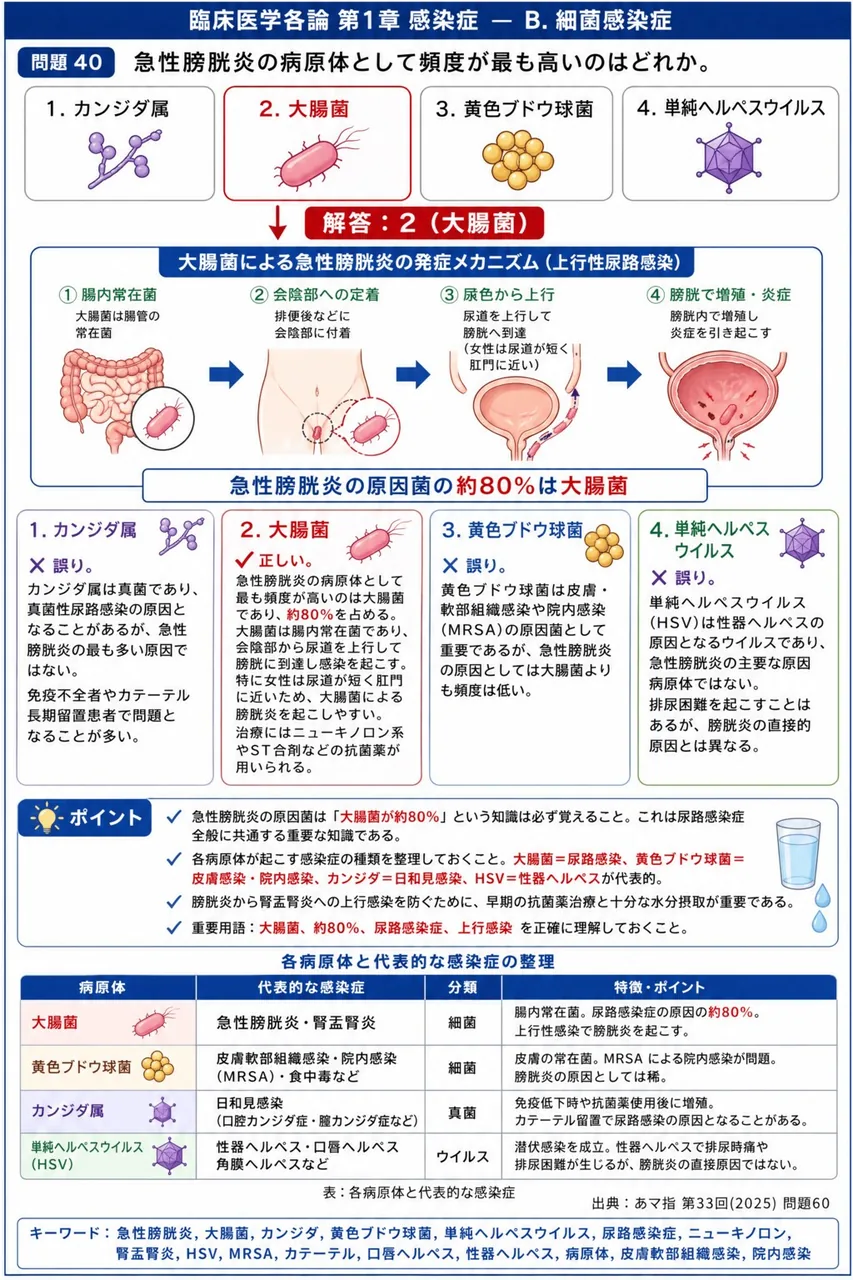 あマ指 第33回(2025) 問題60|急性膀胱炎の病原体として頻度が最も高いのはどれか。 解説図
