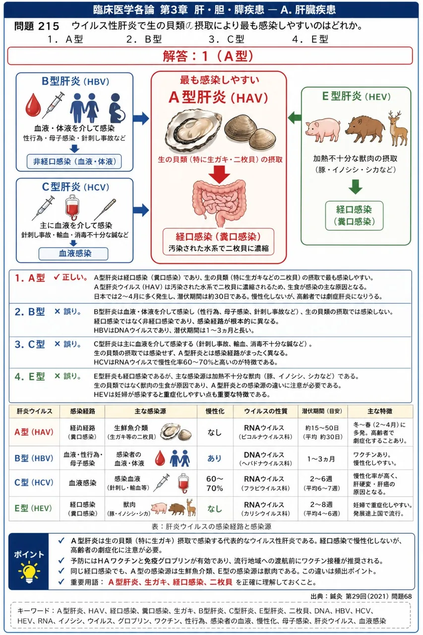 鍼灸 第29回(2021) 問題68|ウイルス性肝炎で生の貝類の摂取により最も感染しやすいのはどれか。 解説図