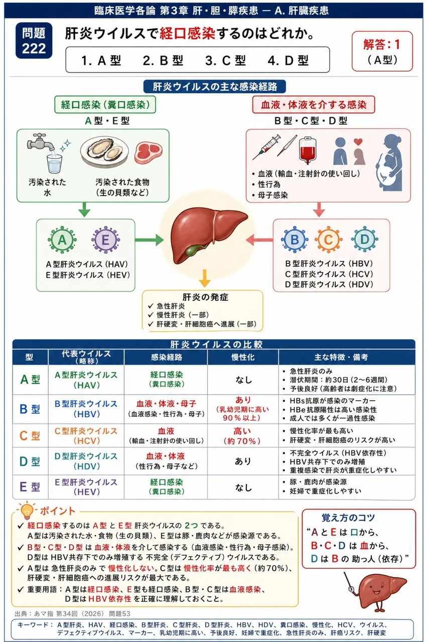 あマ指 第34回(2026) 問題53|肝炎ウイルスで経口感染するのはどれか。 解説図