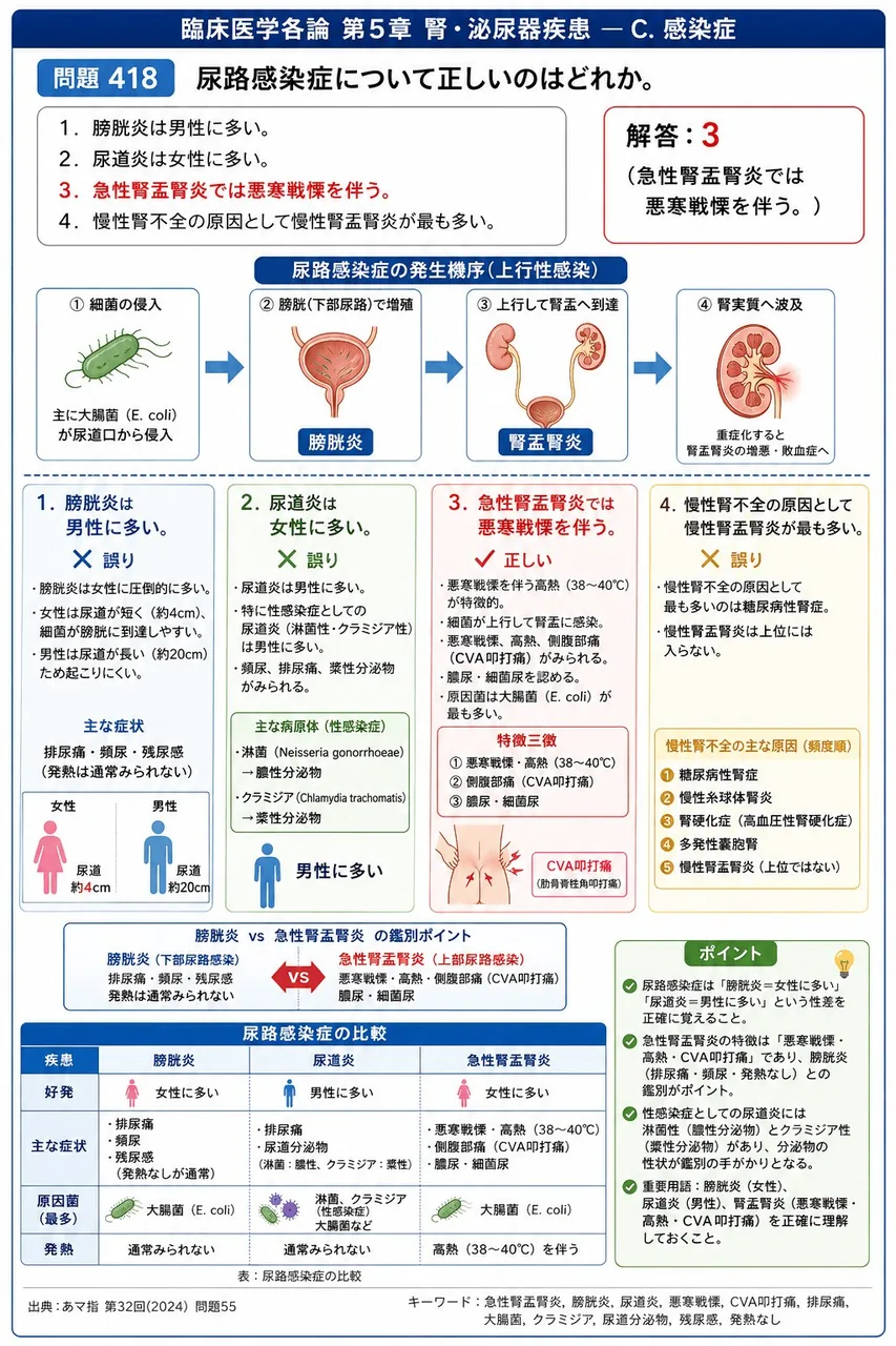 あマ指 第32回(2024) 問題55｜尿路感染症について正しいのはどれか。 解説図