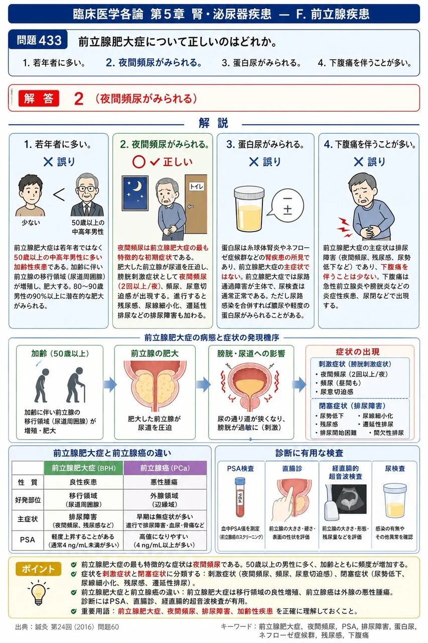 鍼灸 第24回(2016) 問題60｜前立腺肥大症について正しいのはどれか。 解説図