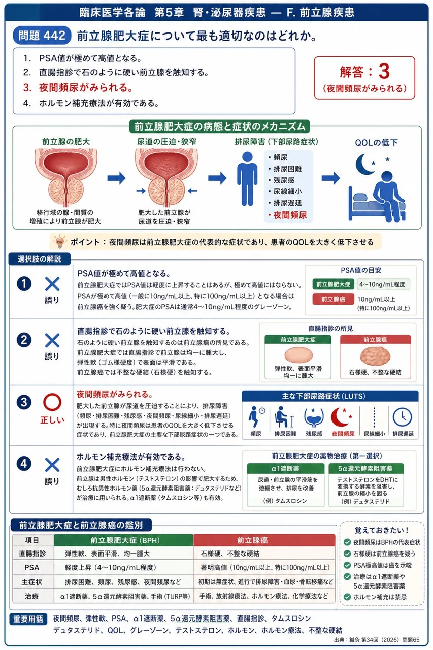 鍼灸 第34回(2026) 問題65|前立腺肥大症について最も適切なのはどれか。 解説図