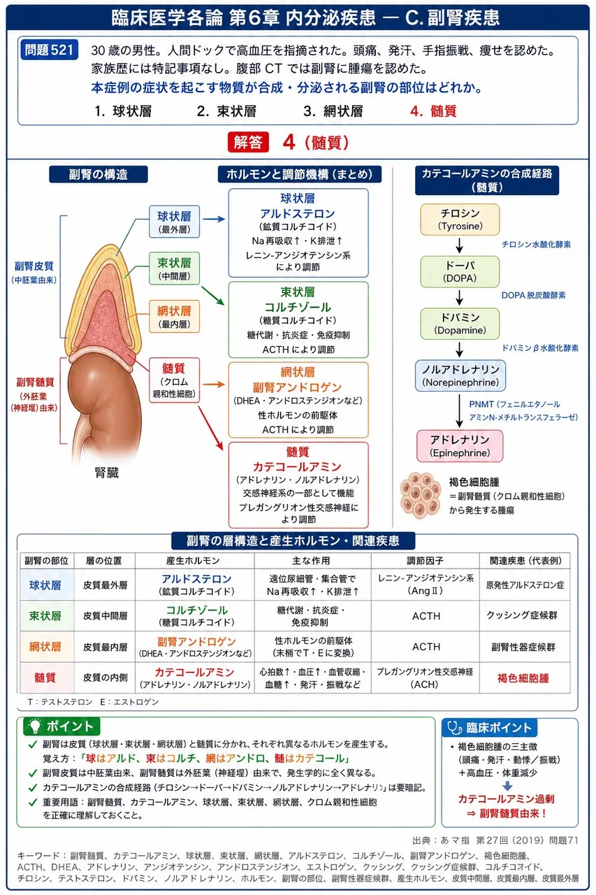 あマ指 第27回(2019) 問題71|「30 歳の男性。人間ドックで高血圧を指摘された。頭痛、発汗、手指振戦、痩せを認めた。家族歴には特記事項なし。腹部CT では副腎に腫瘍を認めた。」本症例の症状を起こす物質が合成・分泌される副腎の部位はどれか。 解説図