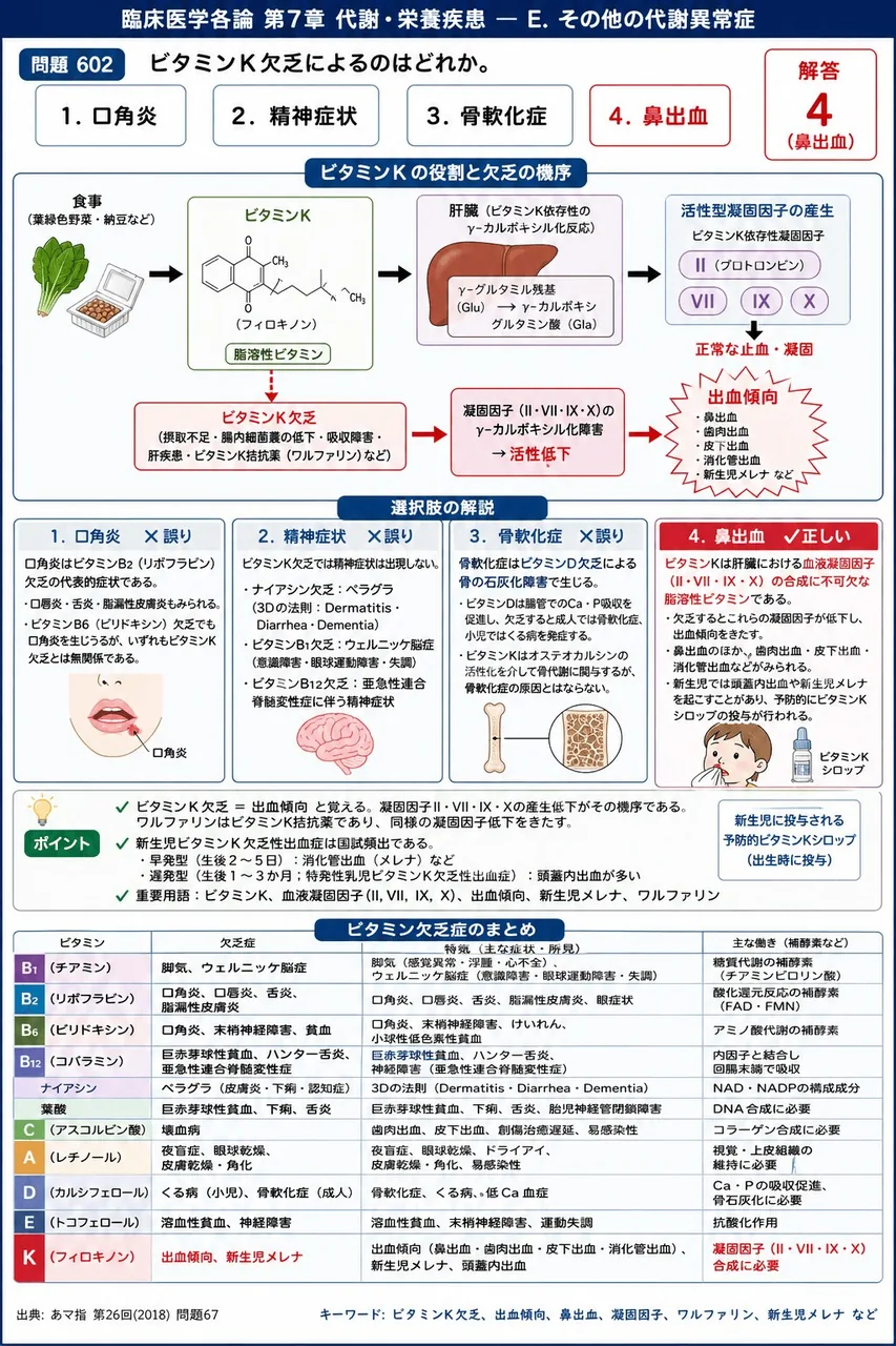あマ指 第26回(2018) 問題67|ビタミンK欠乏によるのはどれか。 解説図