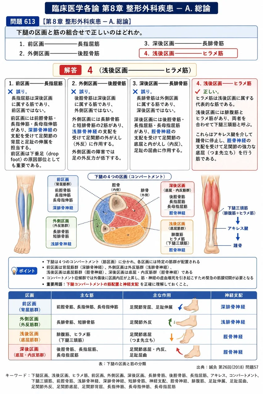 鍼灸 第26回(2018) 問題57|下腿の区画と筋の組合せで正しいのはどれか。 解説図