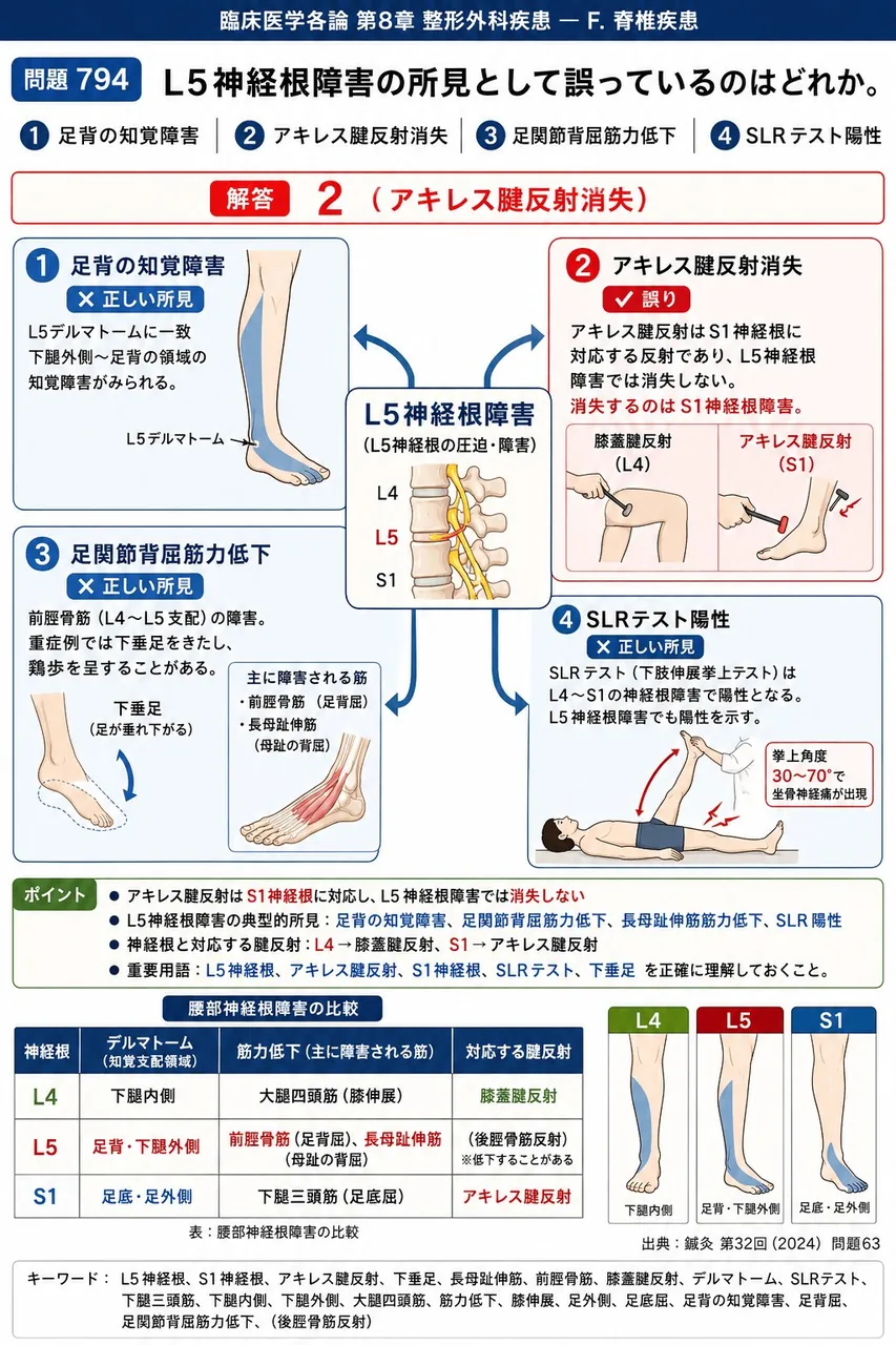 鍼灸 第32回(2024) 問題63|L5神経根障害の所見として誤っているのはどれか。 解説図