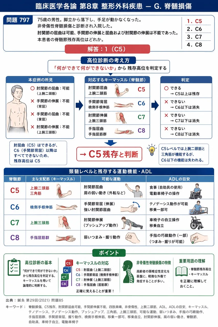 鍼灸 第29回(2021) 問題85|「75歳の男性。脚立から落下し、手足が動かなくなった。非骨傷性脊髄損傷と診断され入院した。肘関節の屈曲は可能、手関節の伸展と屈曲および肘関節の伸展は不能であった。」本患者の脊髄節残存高位はどれか。 解説図