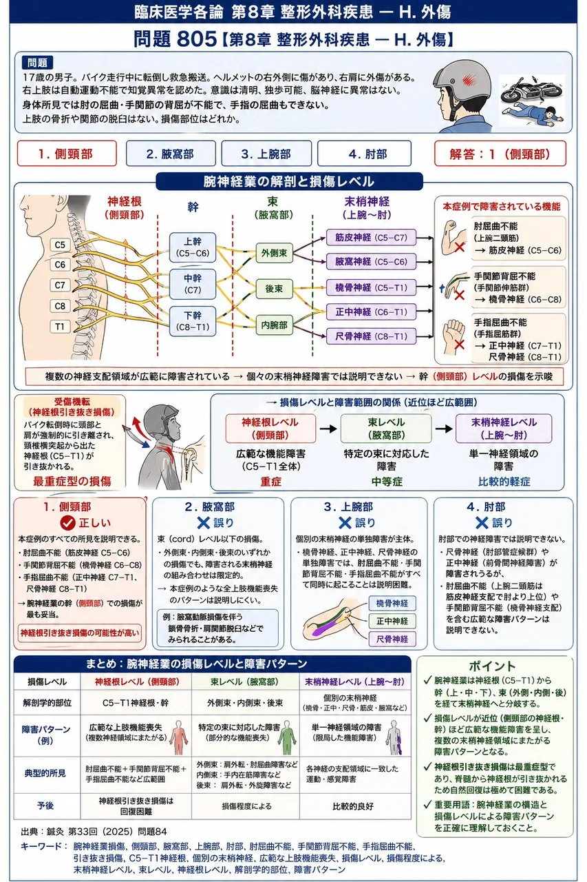 鍼灸 第33回(2025) 問題84|次の症例について、「17歳の男子。バイク走行中に転倒し救急搬送。ヘルメットの右外側に傷があり、右肩に外傷がある。右上肢は自動運動不能で知覚異常を認めた。意識は清明、独歩可能、脳神経に異常はない。」身体所見では肘の屈曲・手関節の背屈が不能で、手指の屈曲もできない。上肢の骨折や関節の脱臼はない。損傷部位はどれか。 解説図