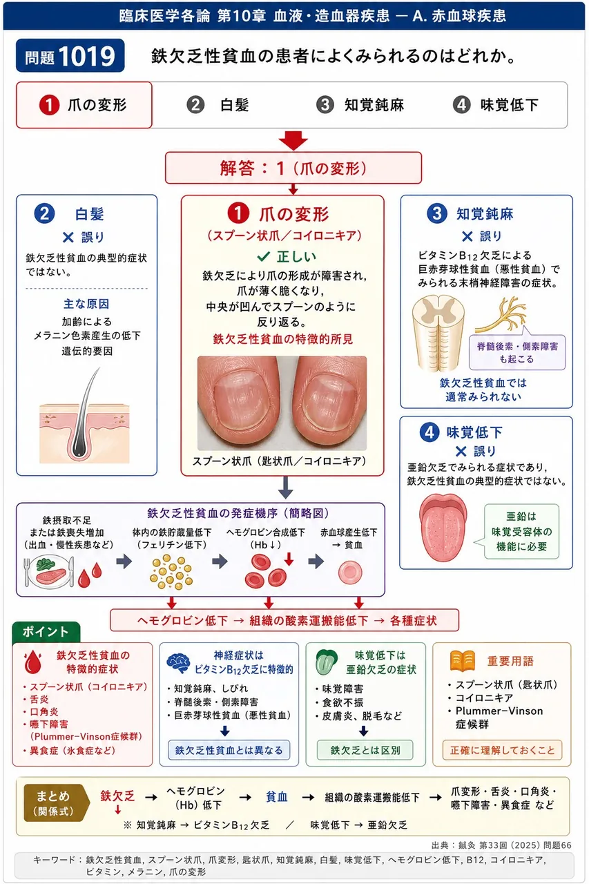 鍼灸 第33回(2025) 問題66｜鉄欠乏性貧血の患者によくみられるのはどれか。 解説図