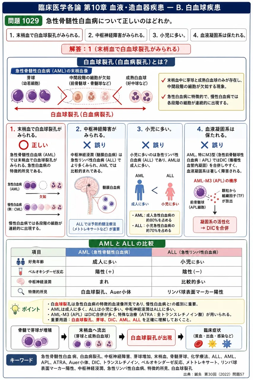 鍼灸 第30回(2022) 問題57|急性骨髄性白血病について正しいのはどれか。 解説図