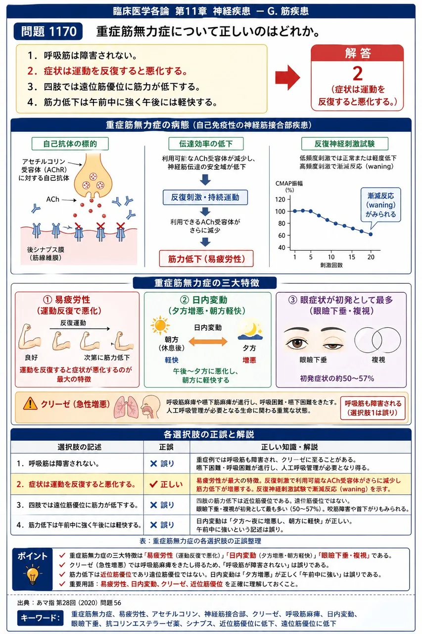 あマ指 第28回(2020) 問題56|重症筋無力症について正しいのはどれか。 解説図