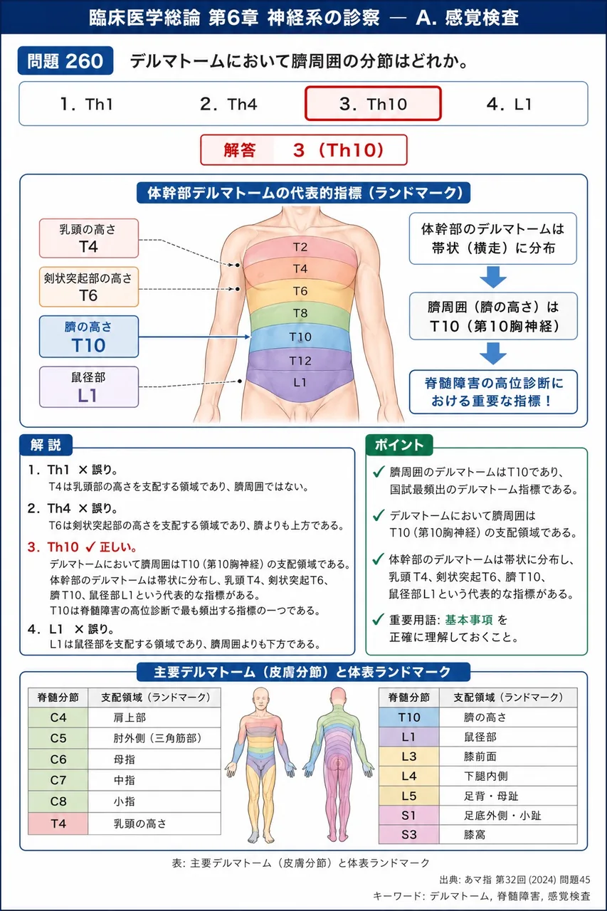 あマ指 第32回(2024) 問題45|デルマトームにおいて臍周囲の分節はどれか。 解説図