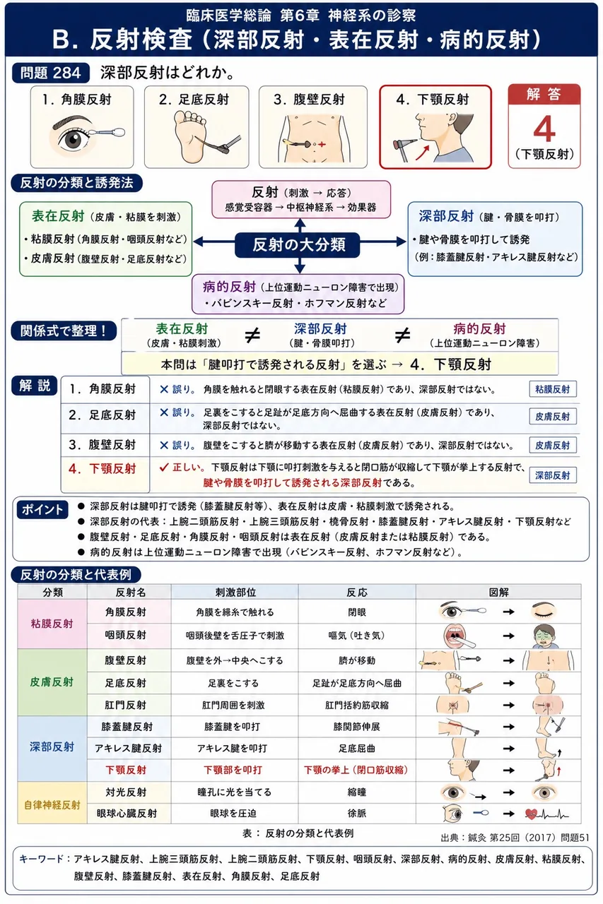 鍼灸 第25回(2017) 問題51|深部反射はどれか。 解説図