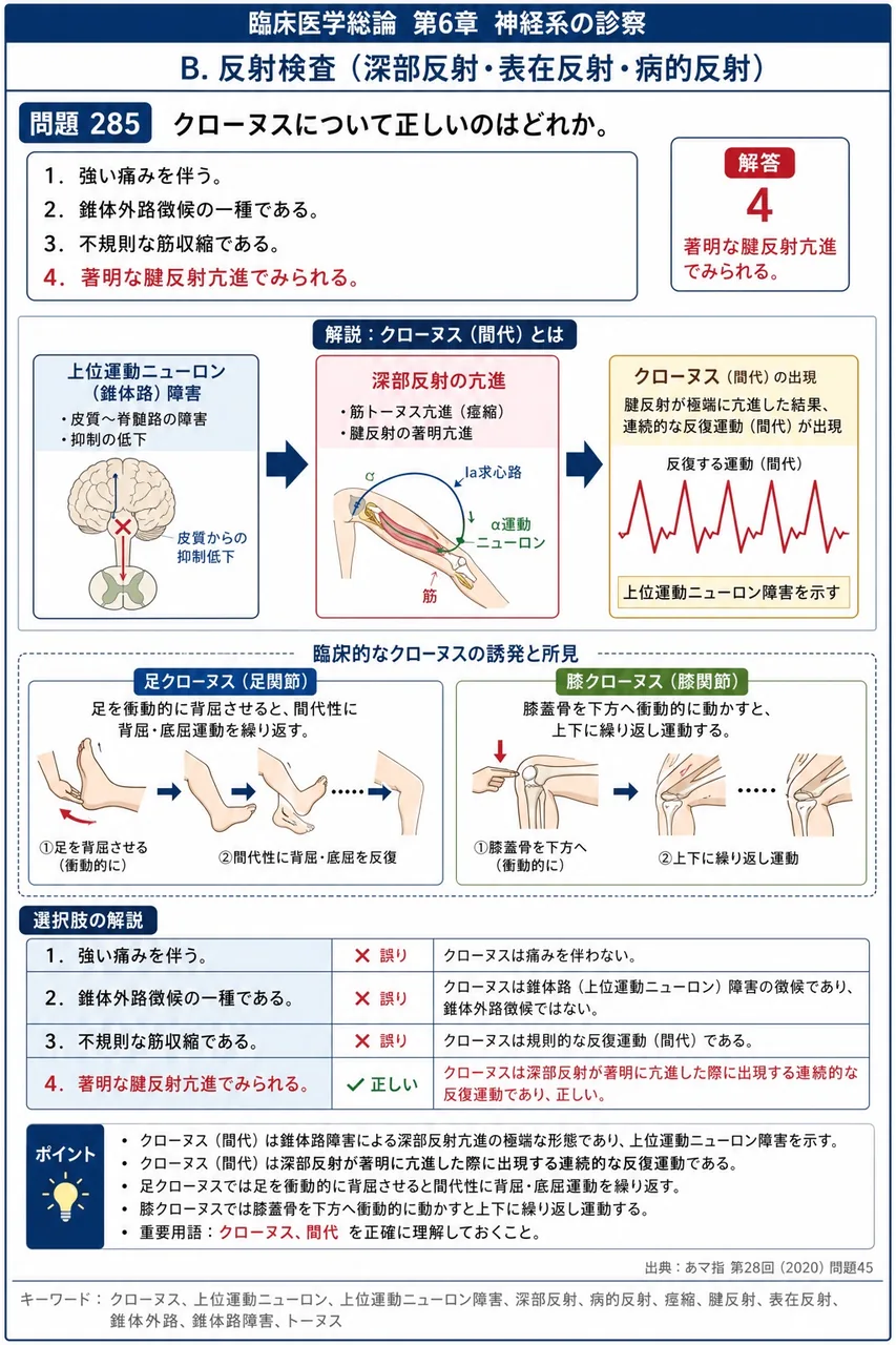 あマ指 第28回(2020) 問題45｜クローヌスについて正しいのはどれか。 解説図