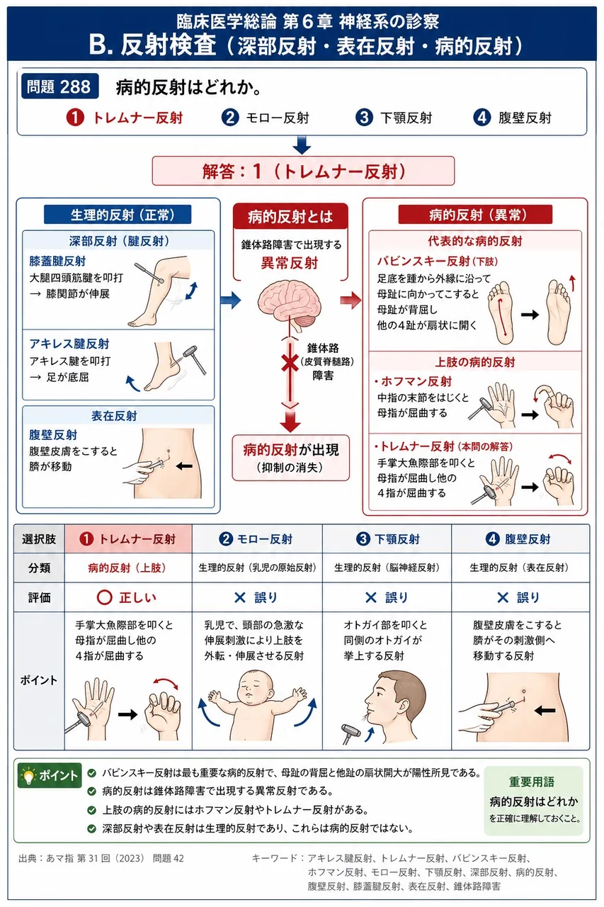 あマ指 第31回(2023) 問題42｜病的反射はどれか。 解説図