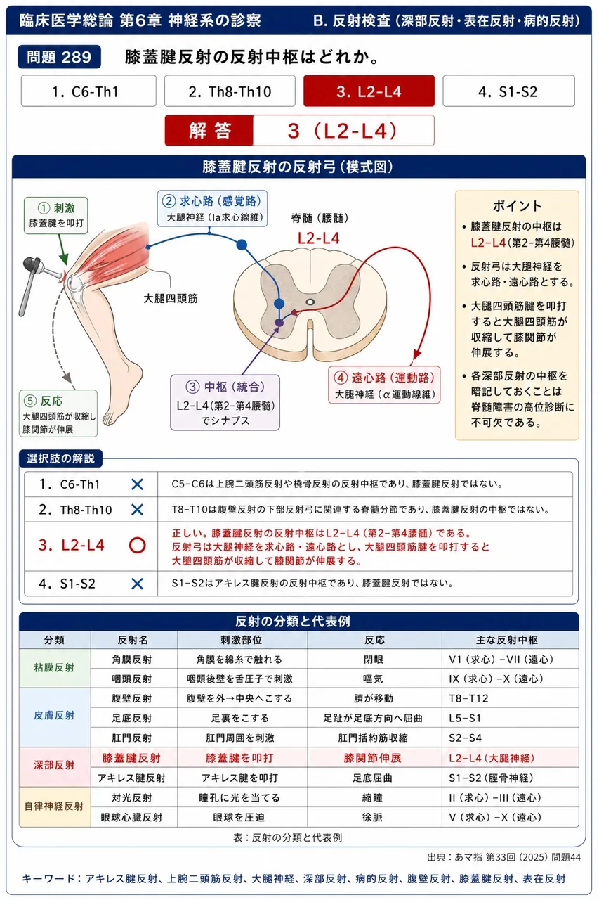 あマ指 第33回(2025) 問題44|膝蓋腱反射の反射中枢はどれか。 解説図