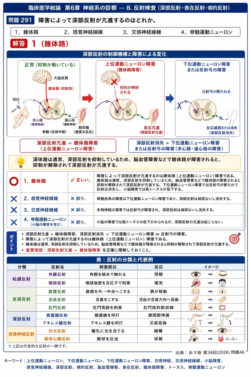 あマ指 第34回(2026) 問題46|障害によって深部反射が亢進するのはどれか。 解説図