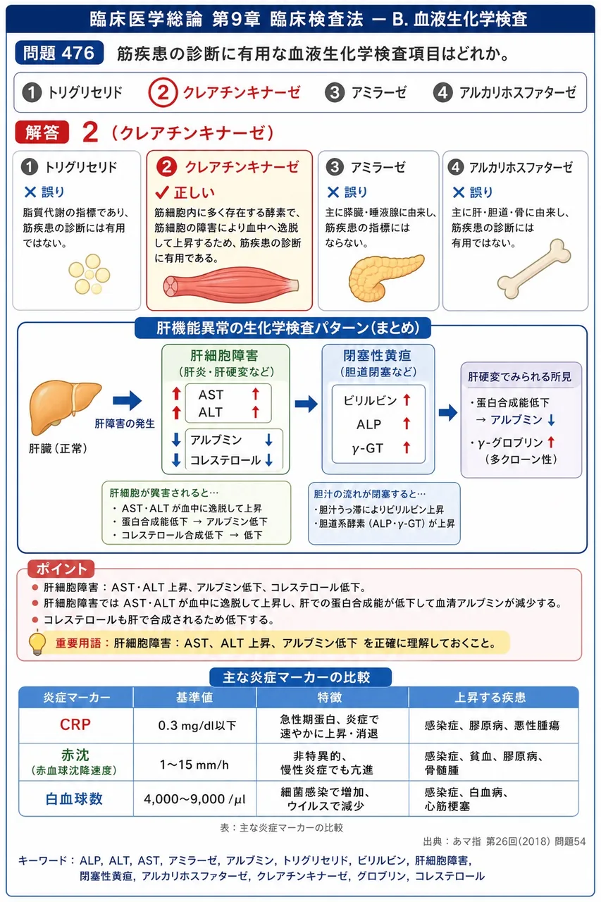 あマ指 第26回(2018) 問題54|筋疾患の診断に有用な血液生化学検査項目はどれか。 解説図