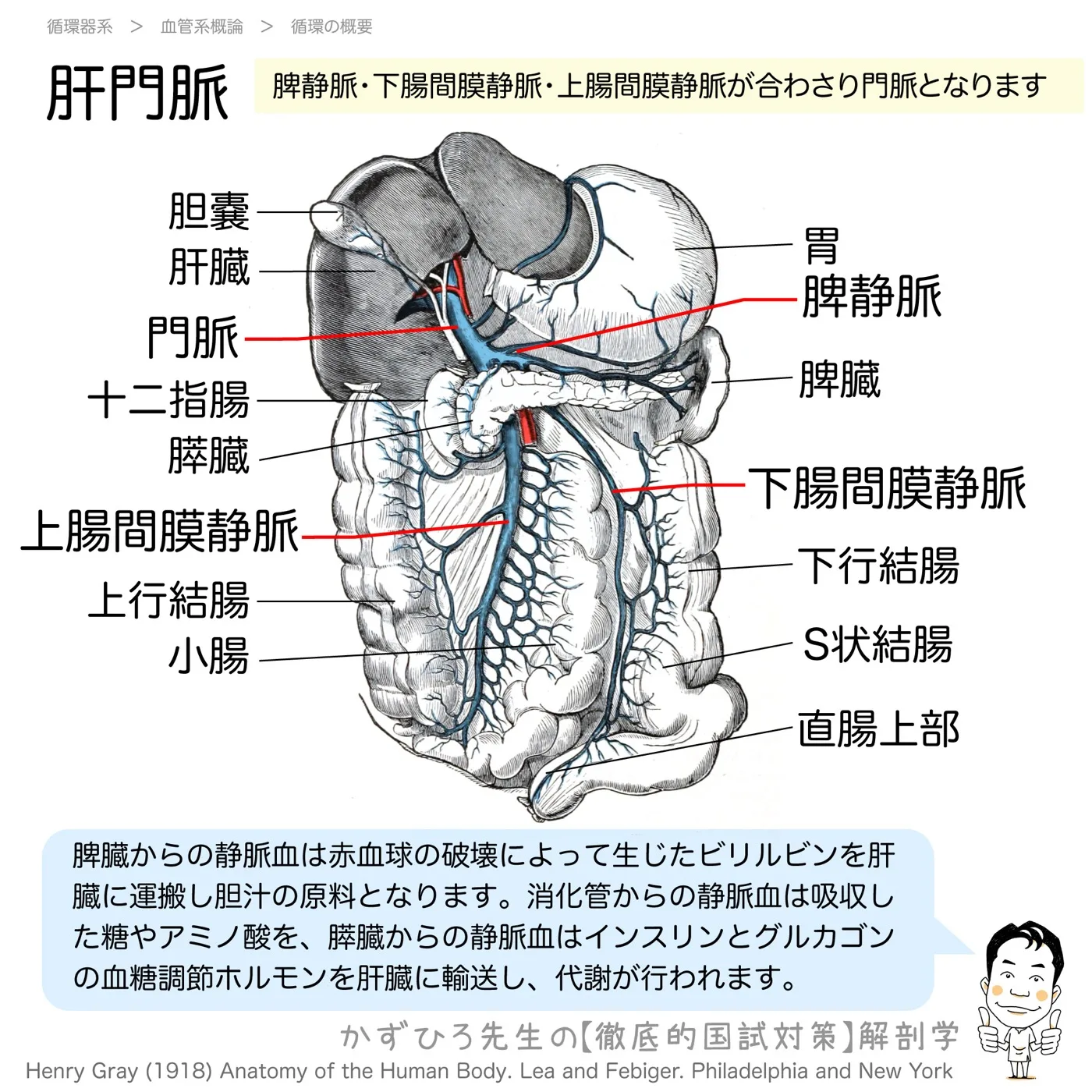 門脈