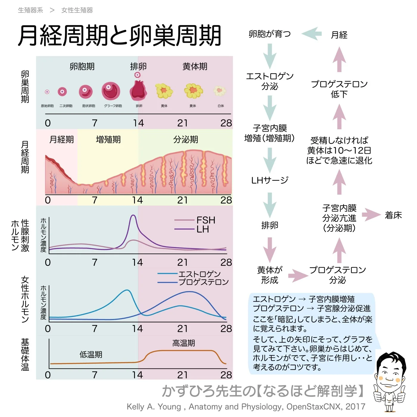 性周期（月経周期と卵巣周期）