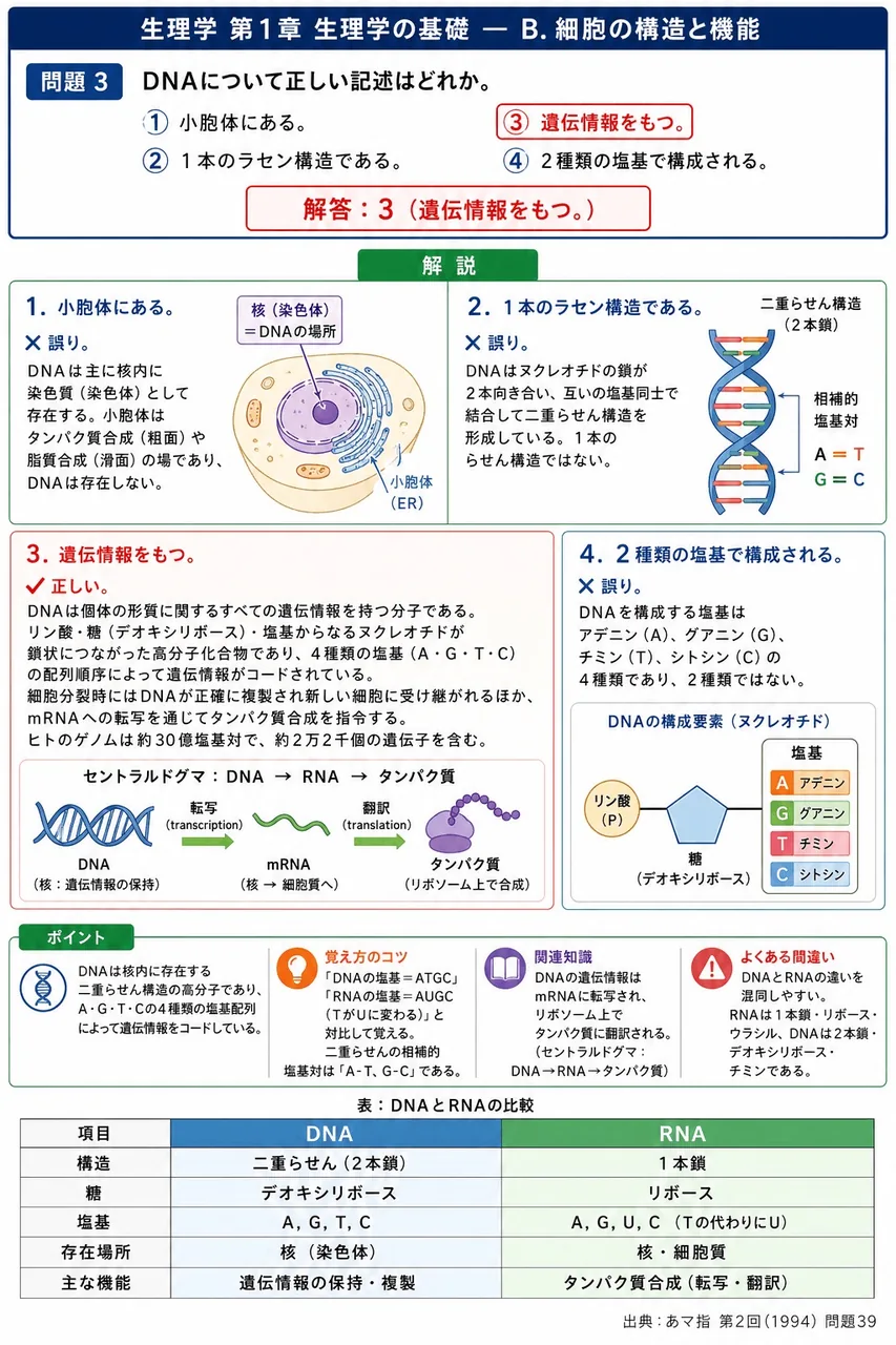 あマ指 第2回(1994) 問題39|DNAについて正しい記述はどれか。 解説図
