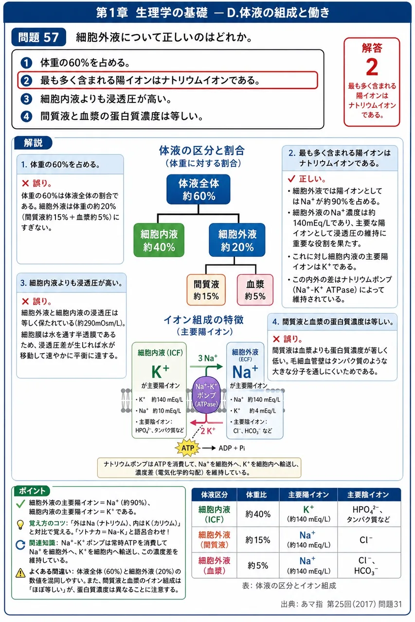 あマ指 第25回(2017) 問題31｜細胞外液について正しいのはどれか。 解説図