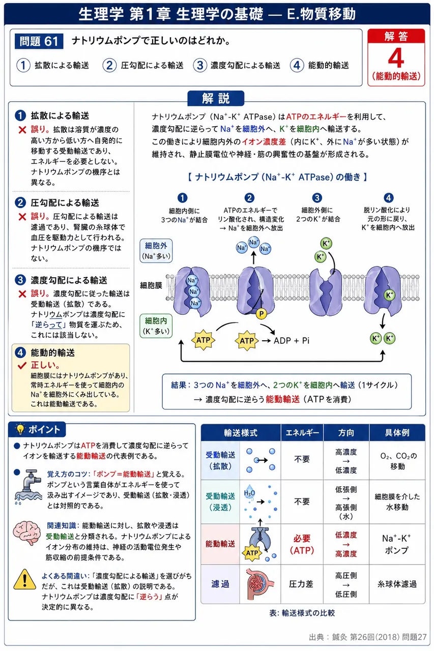 鍼灸 第26回(2018) 問題27|ナトリウムポンプで正しいのはどれか。 解説図