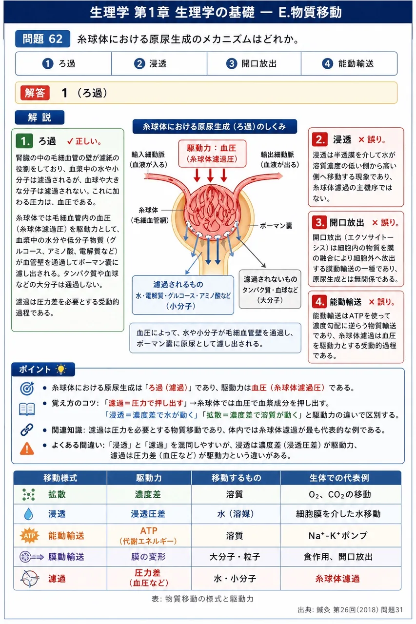 鍼灸 第26回(2018) 問題31|糸球体における原尿生成のメカニズムはどれか。 解説図