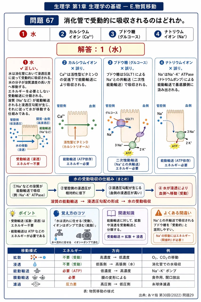 あマ指 第30回(2022) 問題29|消化管で受動的に吸収されるのはどれか。 解説図
