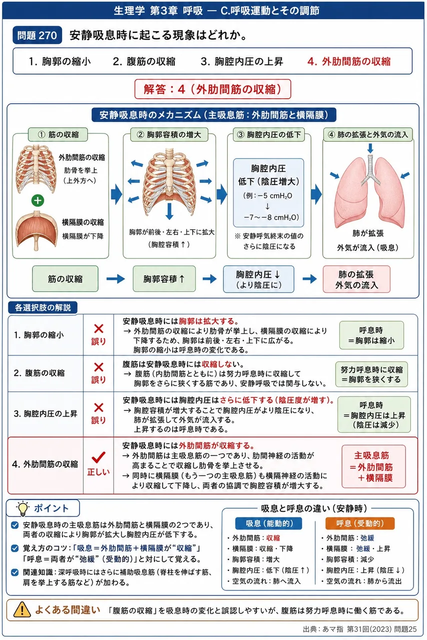 あマ指 第31回(2023) 問題25｜安静吸息時に起こる現象はどれか。 解説図