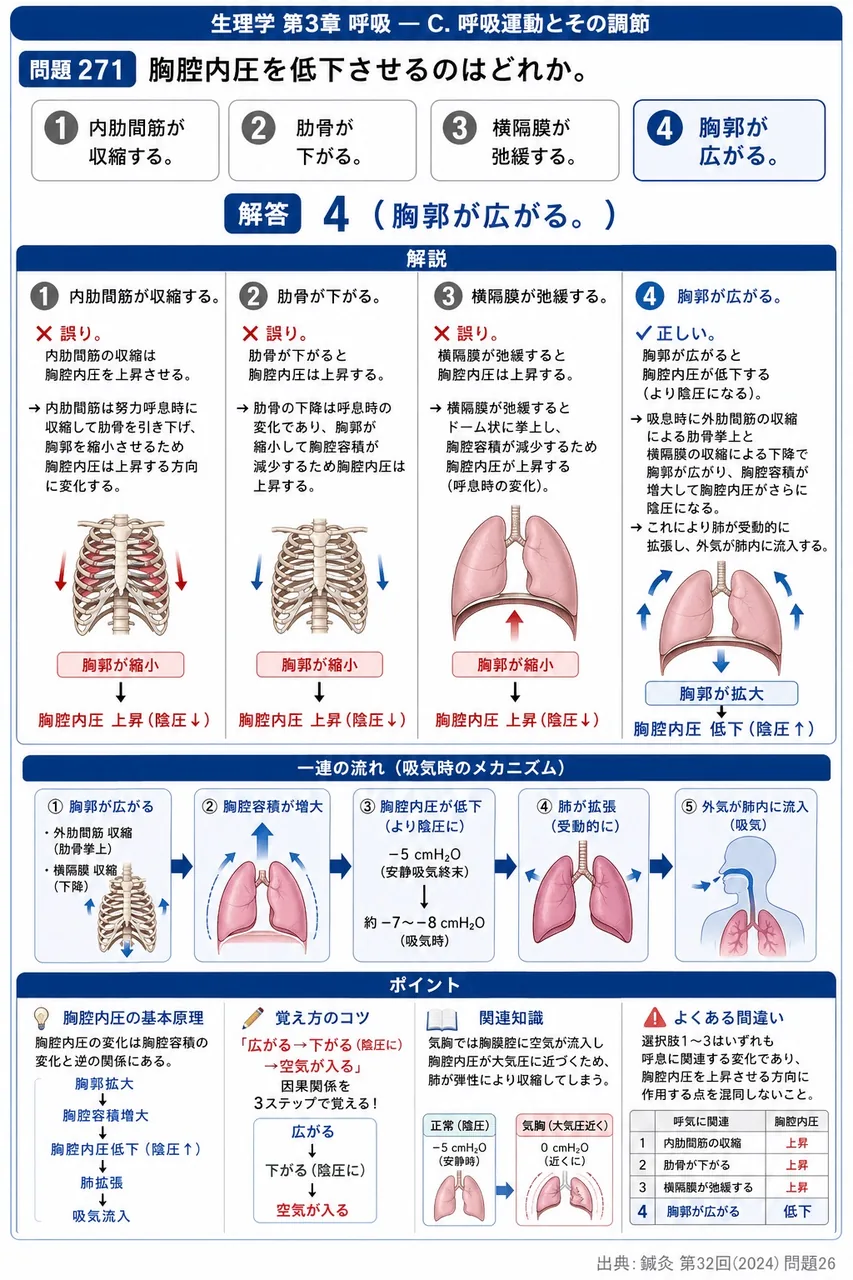 鍼灸 第32回(2024) 問題26｜胸腔内圧を低下させるのはどれか。 解説図