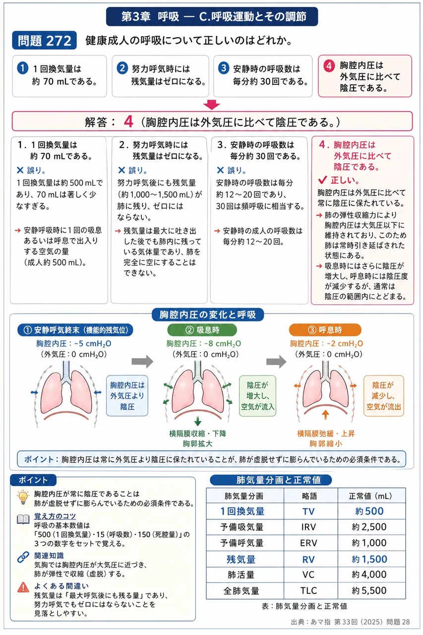 あマ指 第33回(2025) 問題28|健康成人の呼吸について正しいのはどれか。 解説図